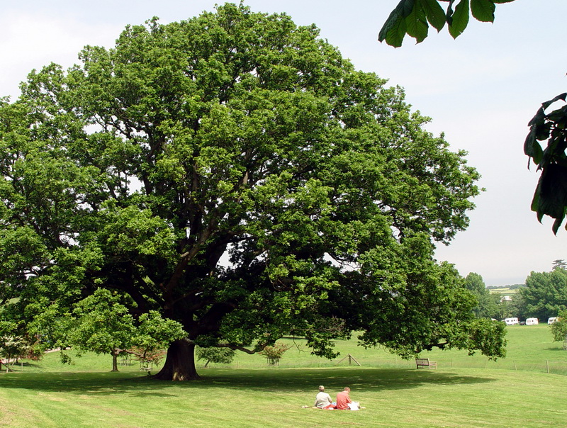 Celtic Tree Of Life Symbols. The Celtic Tree of Life is